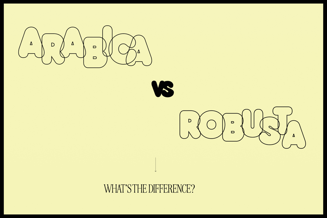 Text of Arabica vs Robusta Coffee beans - What's the difference?